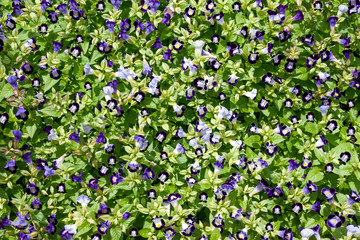 Violet flower