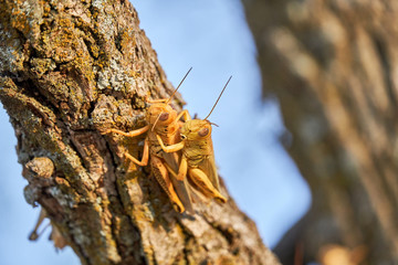 Macro close up of a Differential Grasshopper on mesquite tree in Texas