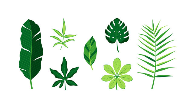 Vector isolated illustration. Set of tropical leaves.