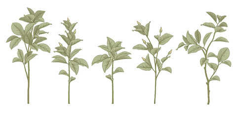 Sketch Floral Botany Collection. Magnolia leave and flower drawings. Beautiful line art. Hand Drawn Botanical Illustrations.Vector.