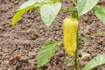 Bell pepper growing on bush in the garden. Bulgarian or sweet pepper.