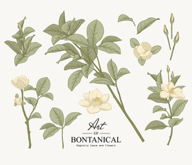 Sketch Floral Botany Collection. Magnolia leave and flower drawings. Beautiful line art. Hand Drawn Botanical Illustrations.Vector.