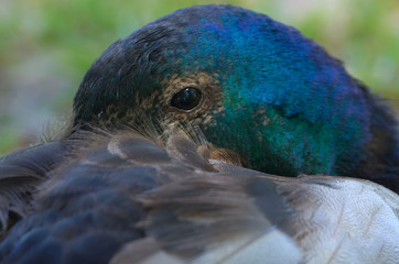 Spojrzenie © Tomek Kiecana