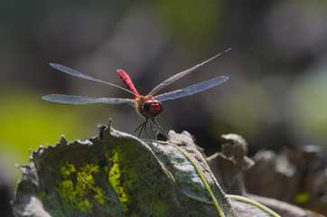 Niebieskie skrzydła © Tomek Kiecana