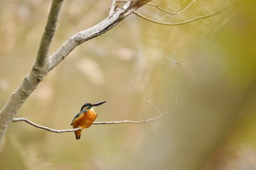 葉を落とした枝にとまるカワセミです