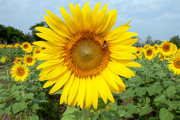 sunflower, Sunflowers in the field natural background