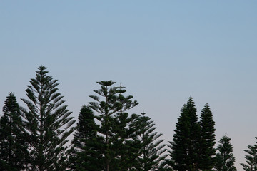 A lot of pine tree with clear blue sky.