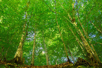 Fototapeta na wymiar Green trees in the late summer