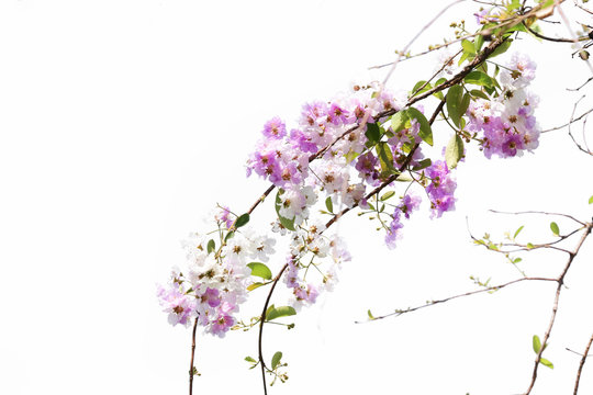 Pride of India flowers on branch violet color beautiful on tree in the summer season isolate background
