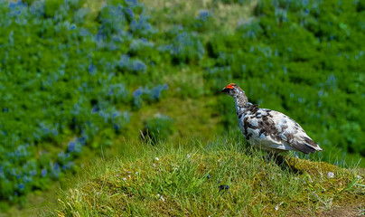 wild bird in Iceland