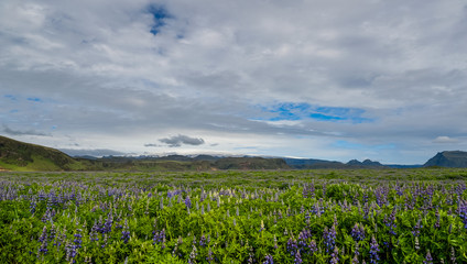 lupine field