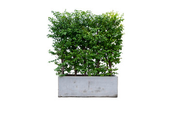 Tree Garden Isolated object