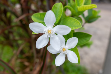 This is a Orange jasmine
