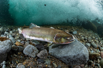 School of Karafuto Trout