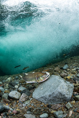 School of Karafuto Trout