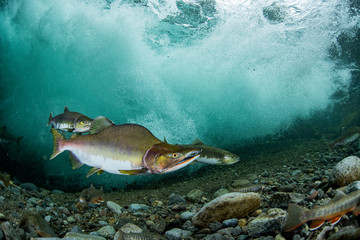 School of Karafuto Trout