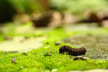 Beautiful Black Caterpillar feeding a little plant on green moss in the garden. Natural life. Copy space.