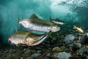 School of Karafuto Trout