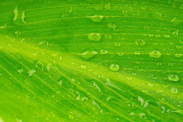 Close-up green leaf on white background
