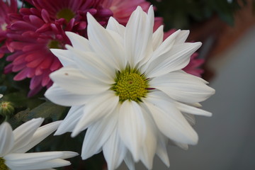 white flower