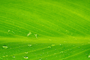 Close-up green leaf on white background