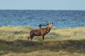 hirschbrunft am meer