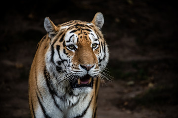 Der Tiger ist eine in Asien verbreitete Großkatze.