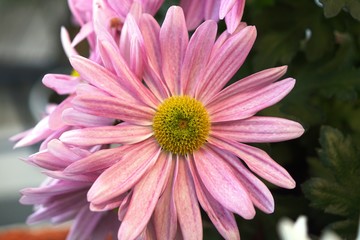 closeup of pink flower