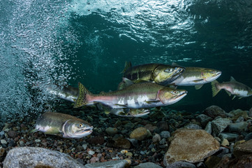 School of Karafuto Trout