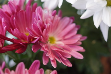 Obraz premium pink flower