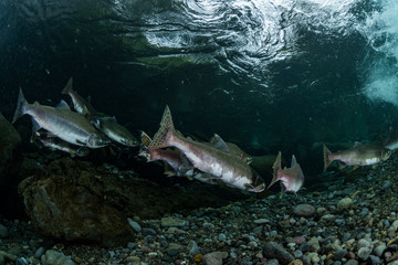 School of Karafuto Trout
