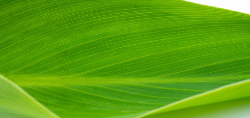 Close-up green leaf on white background