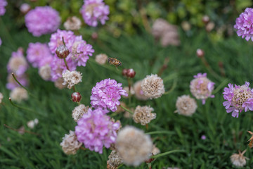 Bee Mid Flight