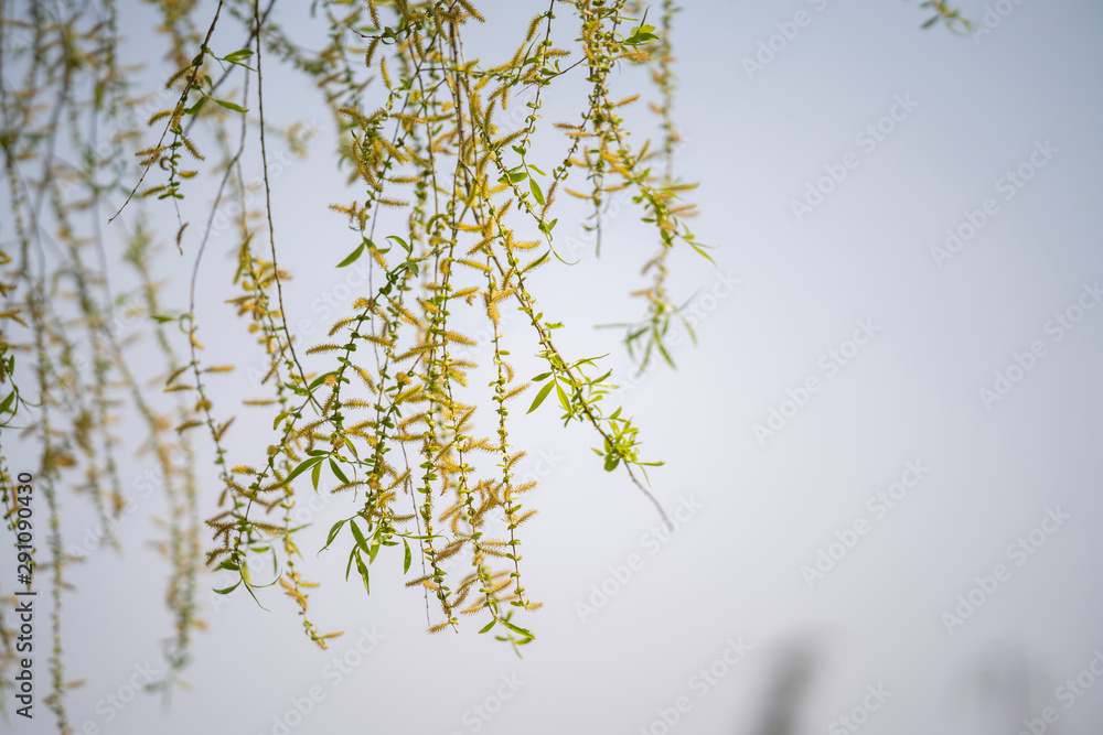 Poster The willow flowers