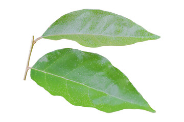 Obraz premium Twig with green leaves isolated on white background. Object with clipping path.