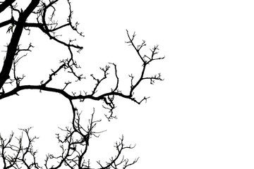Fototapeta na wymiar Silhouette of a leafless tree isolated on white background.