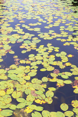 Green water Lily leaves on the surface of the river.