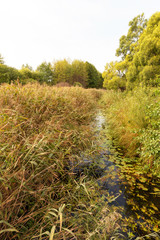 Photo of the river in the reeds in the countryside. Calendar idea.