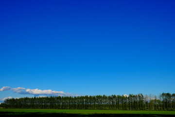 Obraz premium 美しい並木