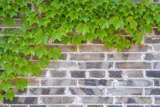 The blue brick flies in the green Boston ivy leaf on the wall