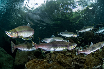 School of Karafuto Trout