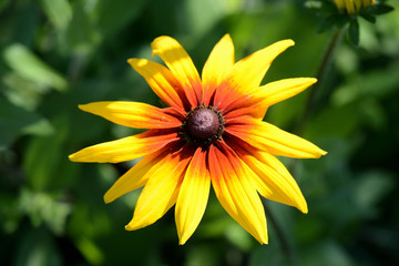 Bright rudbeckia flower in a summer garden close-up