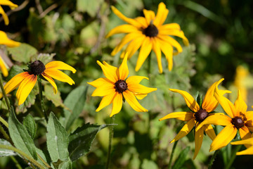 Bright rudbeckia flowers in a summer garden close-up
