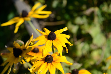 Bright rudbeckia flowers in a summer garden close-up
