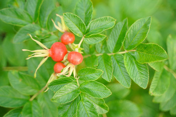 Rose hip dogrose on green nature background with leaves closeup.