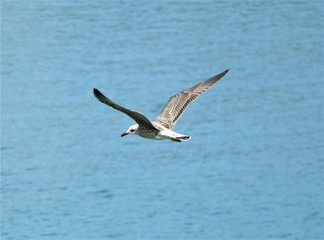 Seagull fly high in the sky above the sea