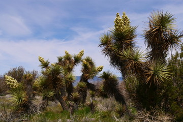 Joshua Tree or Yucca flowers