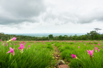Obraz premium Siam tulip field, flower field, blooming flowers in rainy season at Thung Bua Sawan View Point (Thung Dok Krachiao), Sai Thong National Park, Chaiyaphum, Thailand