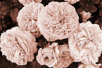 Chippendale rose inflorescence in sepia - obrazy, fototapety, plakaty