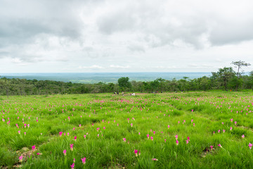 Siam tulip field, flower field, blooming flowers in rainy season at Thung Bua Sawan View Point (Thung Dok Krachiao), Sai Thong National Park, Chaiyaphum, Thailand